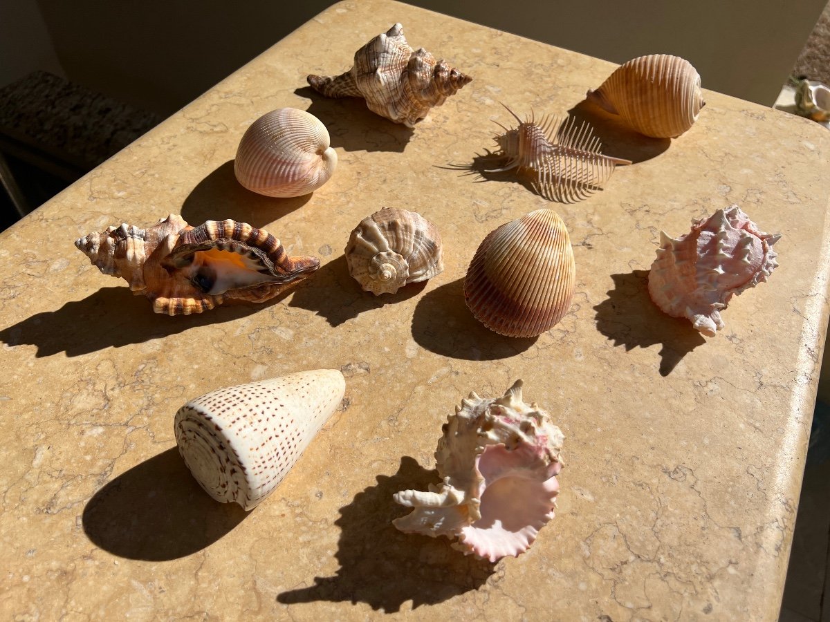 Lot Of 10 Collectible Shells Cabinet Of Curiosities -photo-2