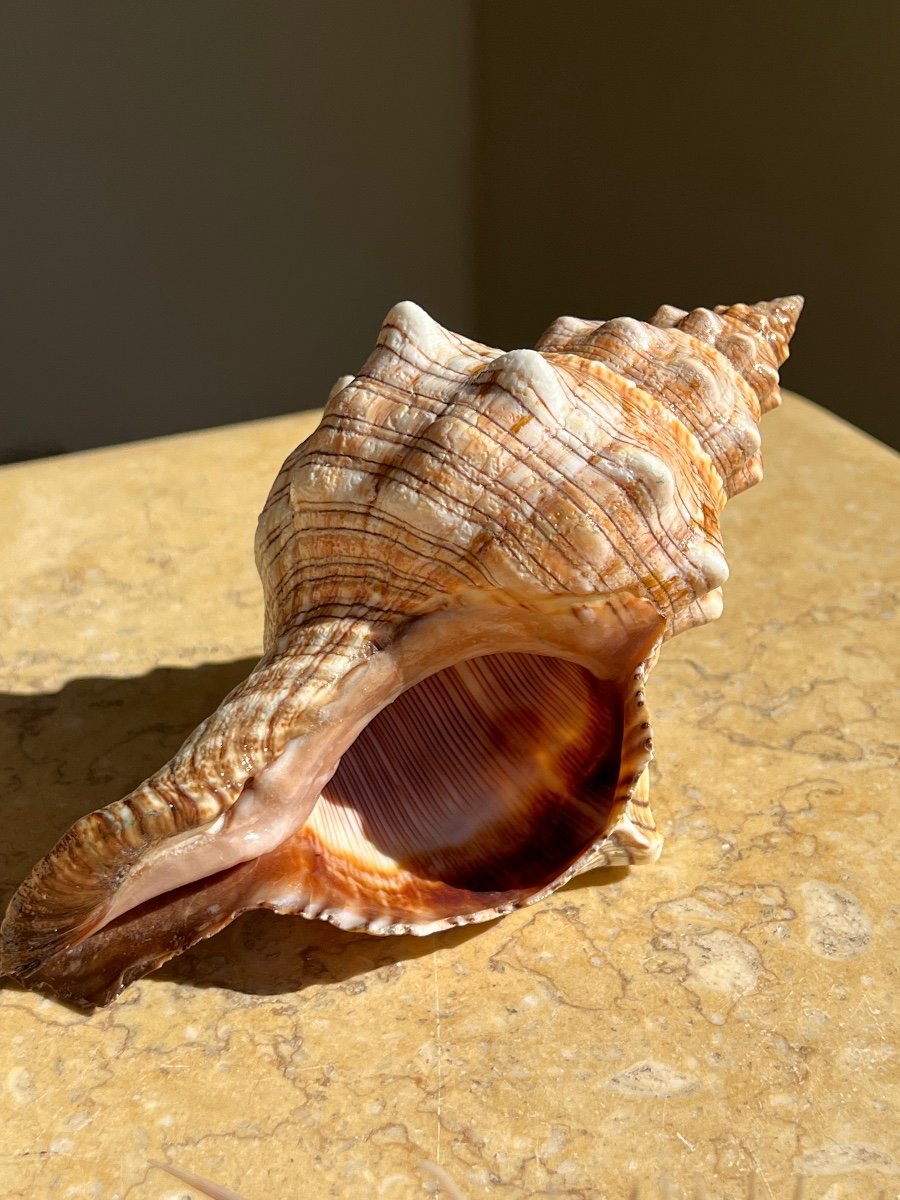 Lot Of 10 Collectible Shells Cabinet Of Curiosities -photo-4