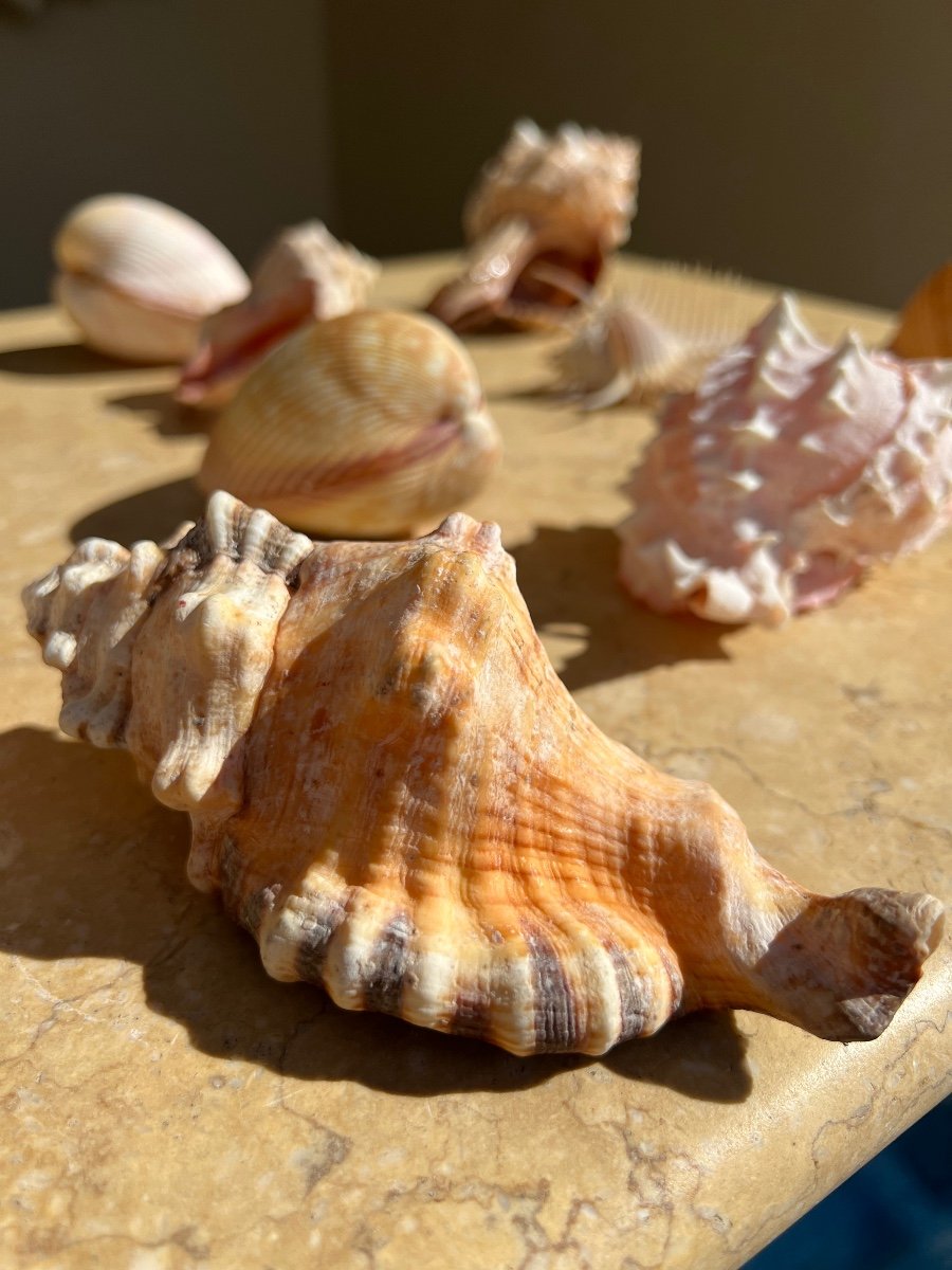 Lot Of 10 Collectible Shells Cabinet Of Curiosities -photo-1