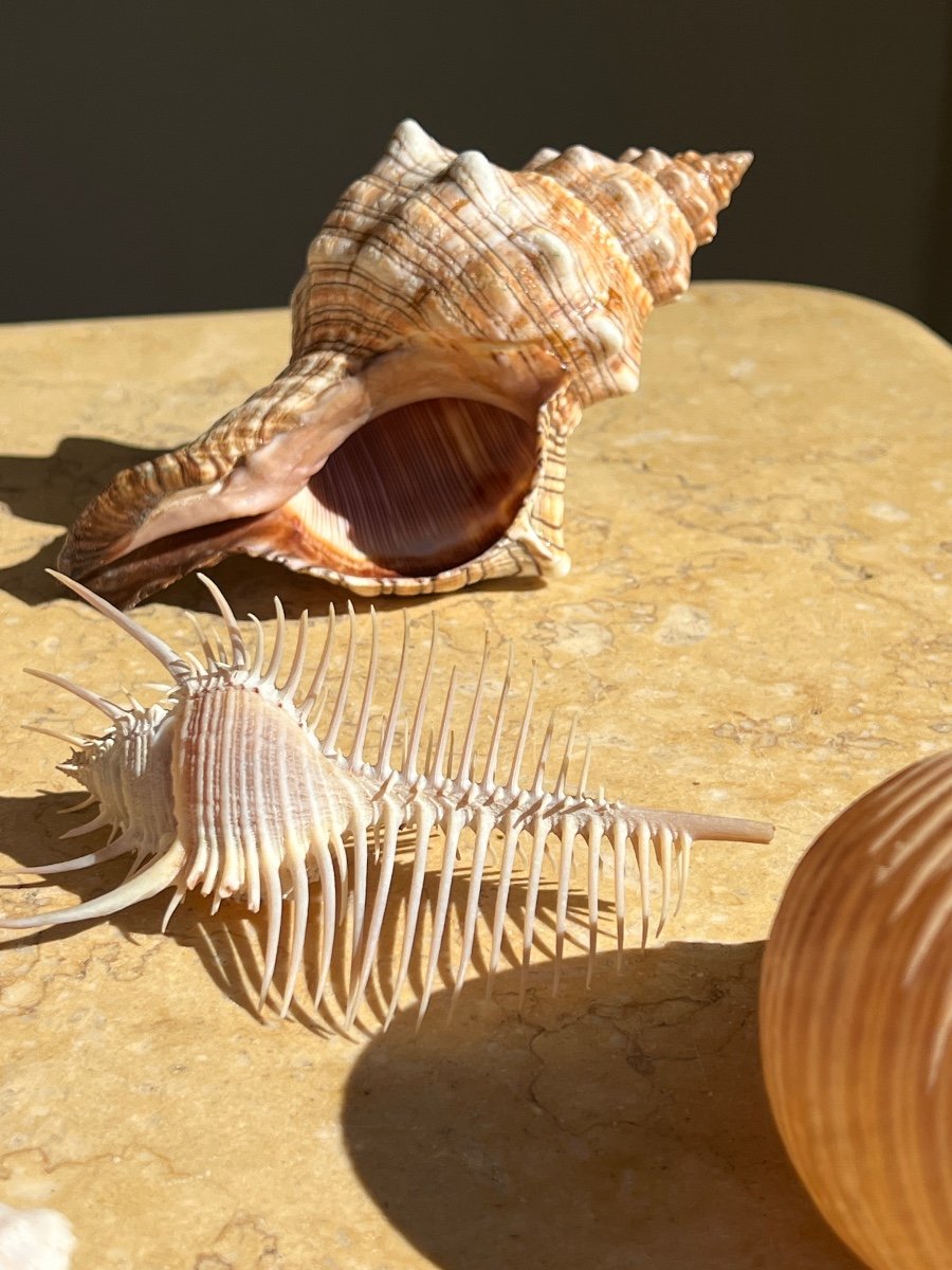 Lot Of 10 Collectible Shells Cabinet Of Curiosities -photo-2