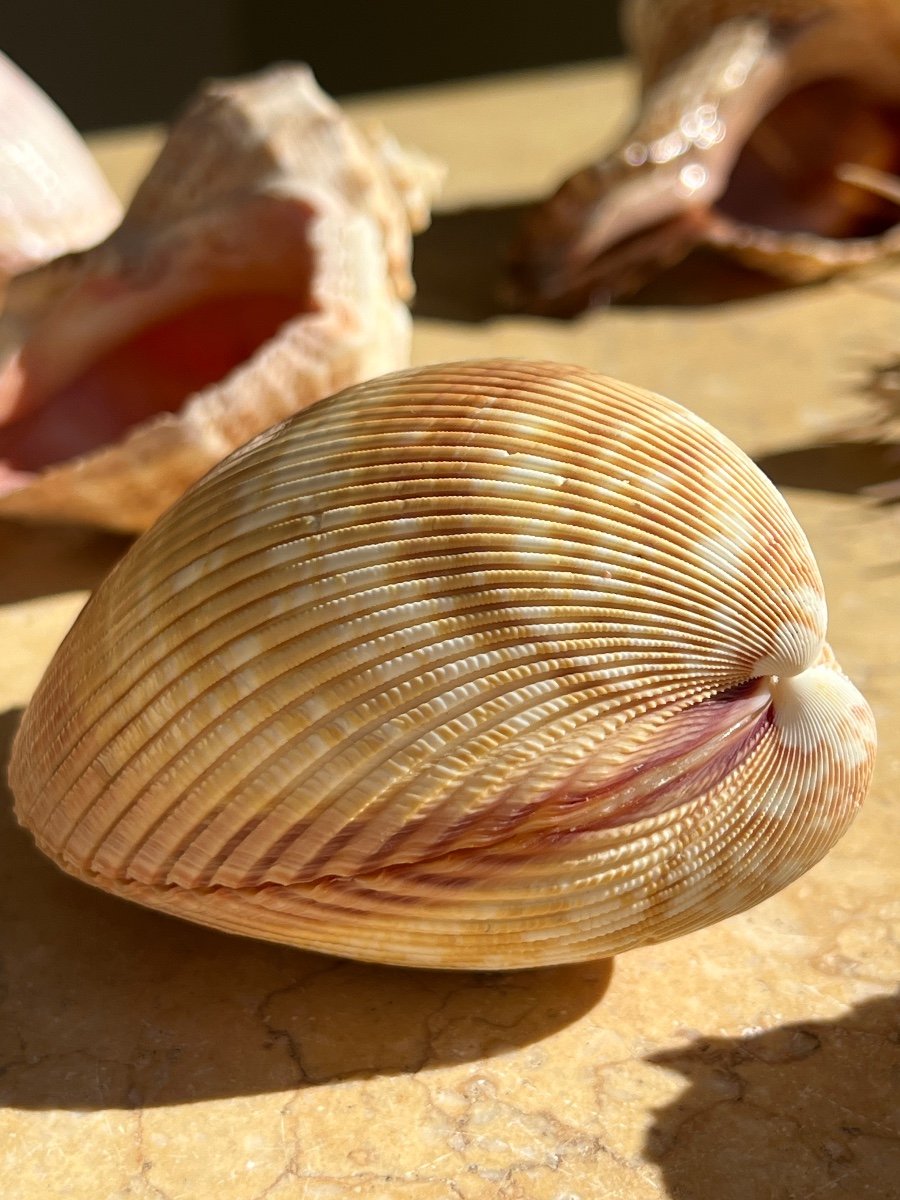 Lot Of 10 Collectible Shells Cabinet Of Curiosities -photo-3