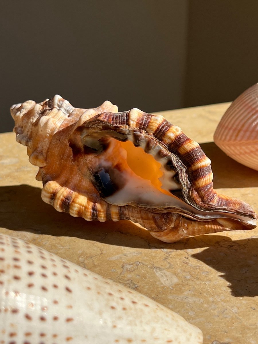 Lot Of 10 Collectible Shells Cabinet Of Curiosities -photo-4