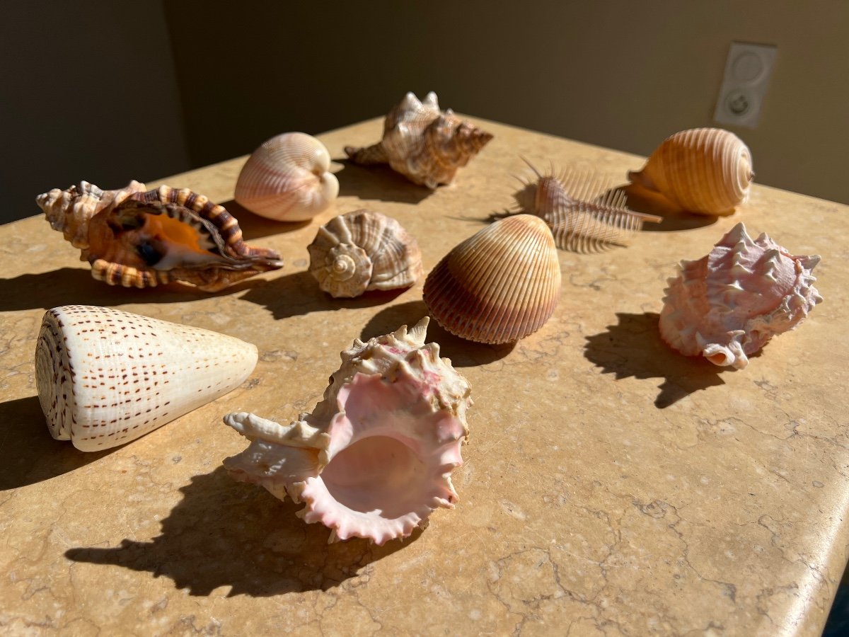 Lot Of 10 Collectible Shells Cabinet Of Curiosities -photo-8