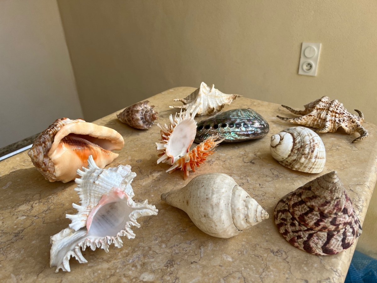 Lot Of 10 Collectible Shells 1960-photo-2