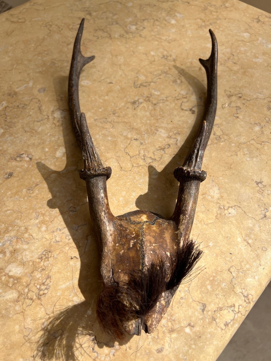 Deer Skull Case Trophy Konyak Nagaland Ethnicity XX Century 