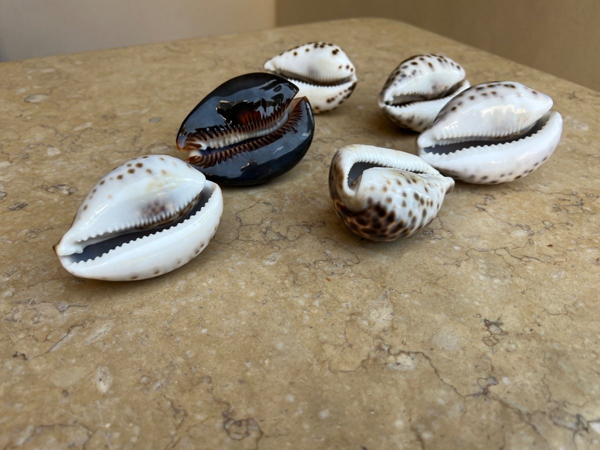 Lot Of 6 Collectible Cyprea Shells 1960-photo-6