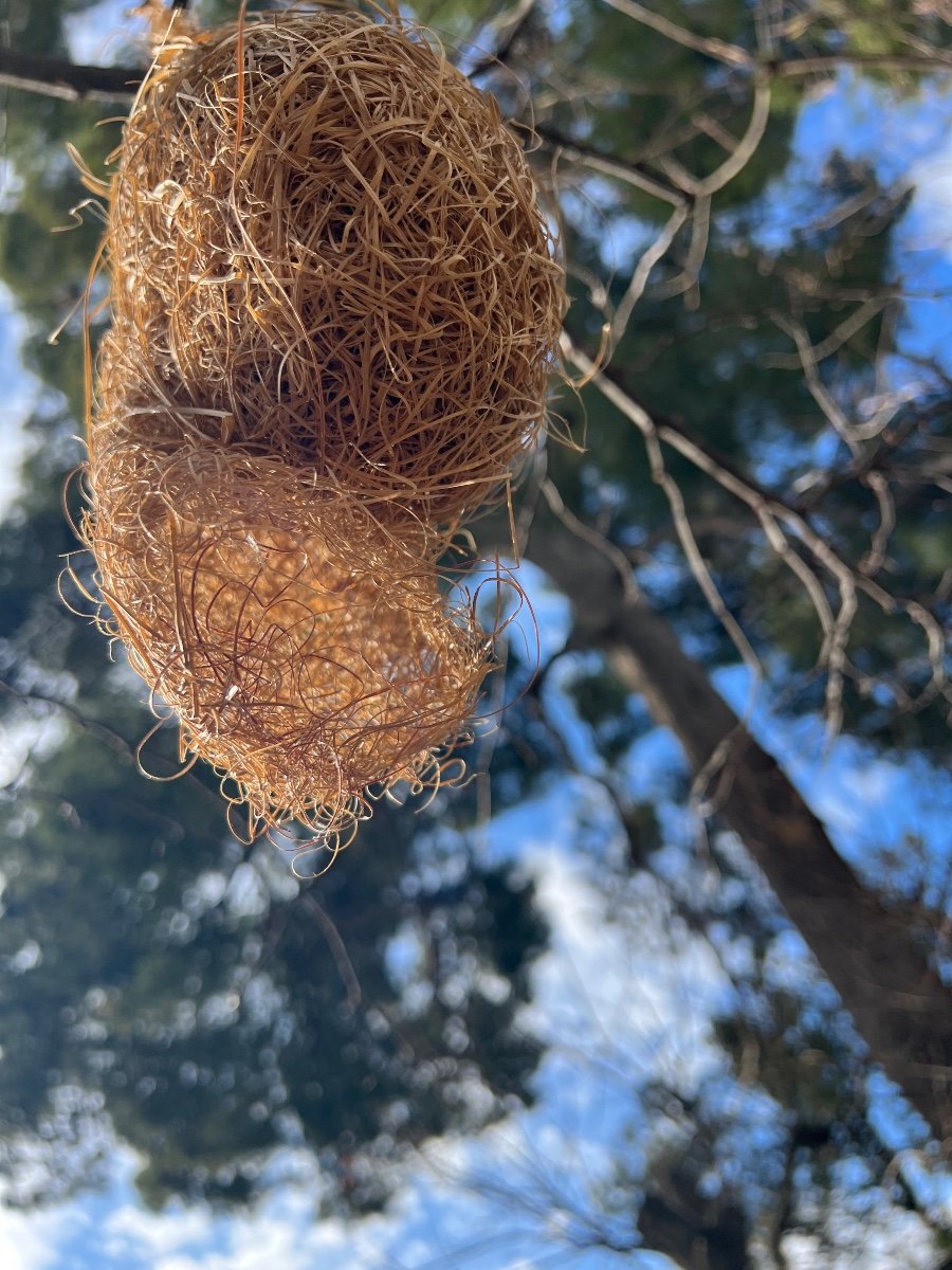 Bird's Nest Of Paradise -photo-8