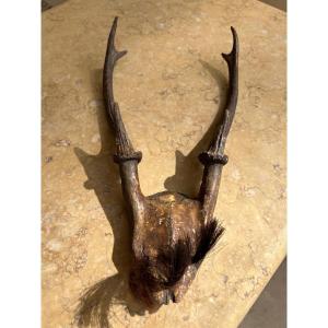 Deer Skull Case Trophy Konyak Nagaland Ethnicity XX Century 