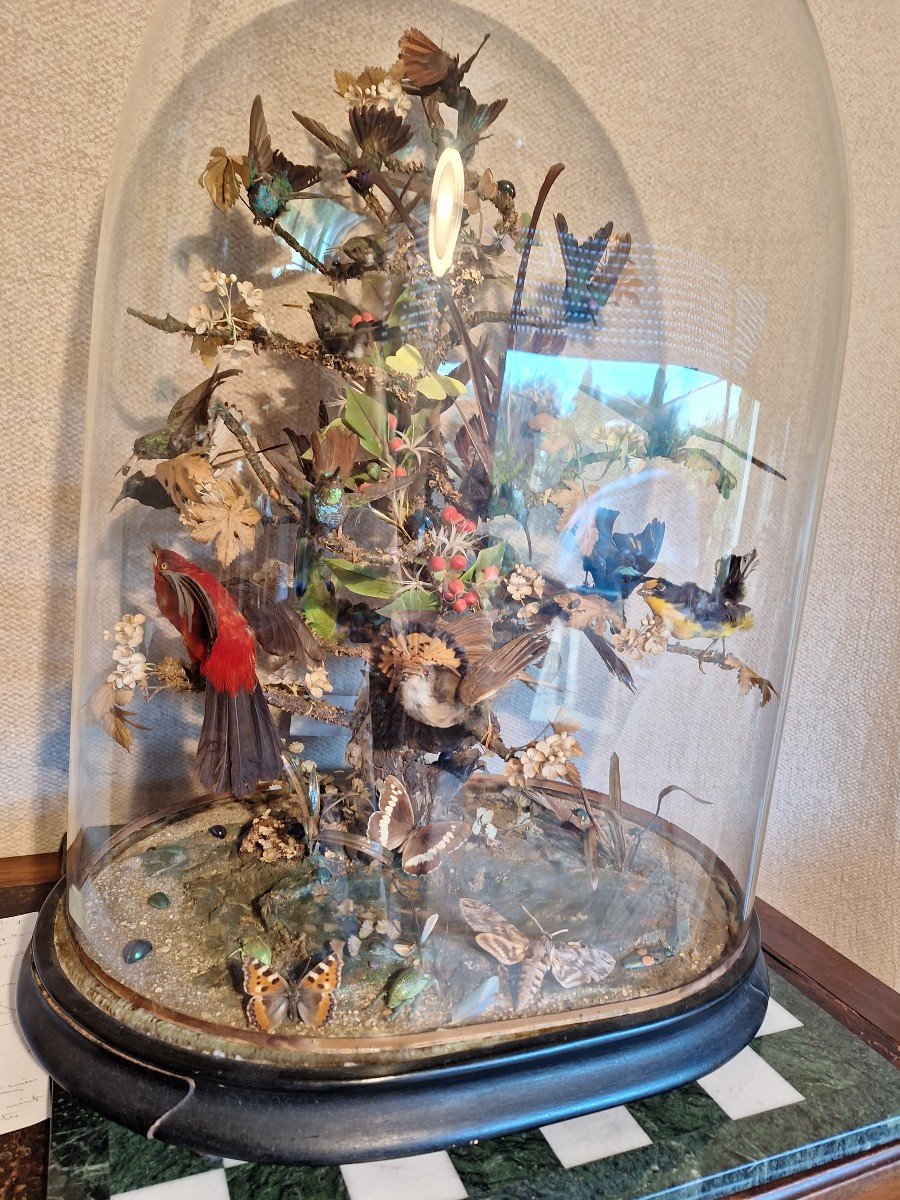 19th Century Diorama Birds Butterflies Insects-photo-1