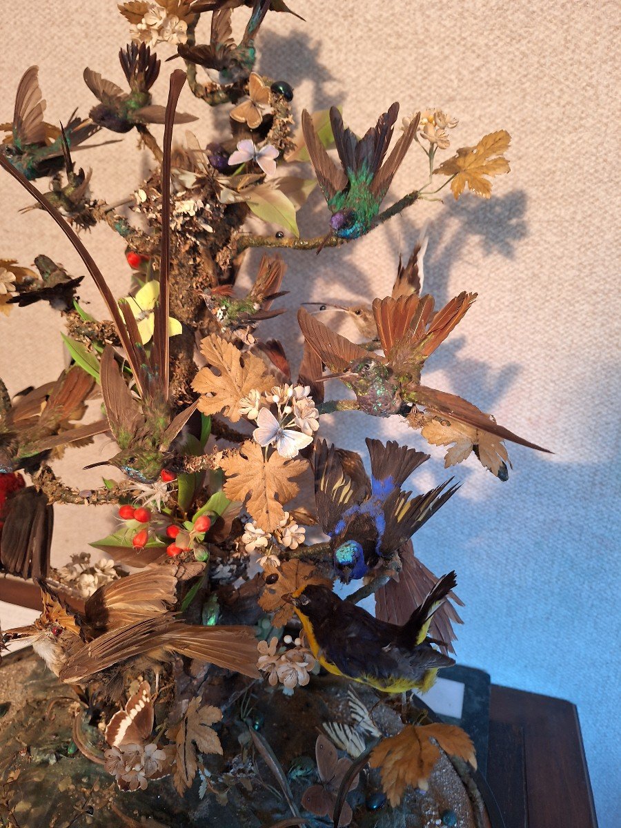 19th Century Diorama Birds Butterflies Insects-photo-2