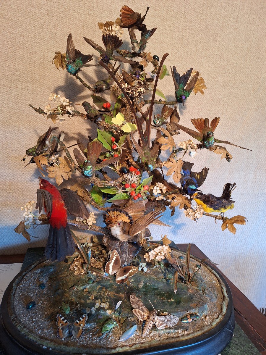 19th Century Diorama Birds Butterflies Insects-photo-4