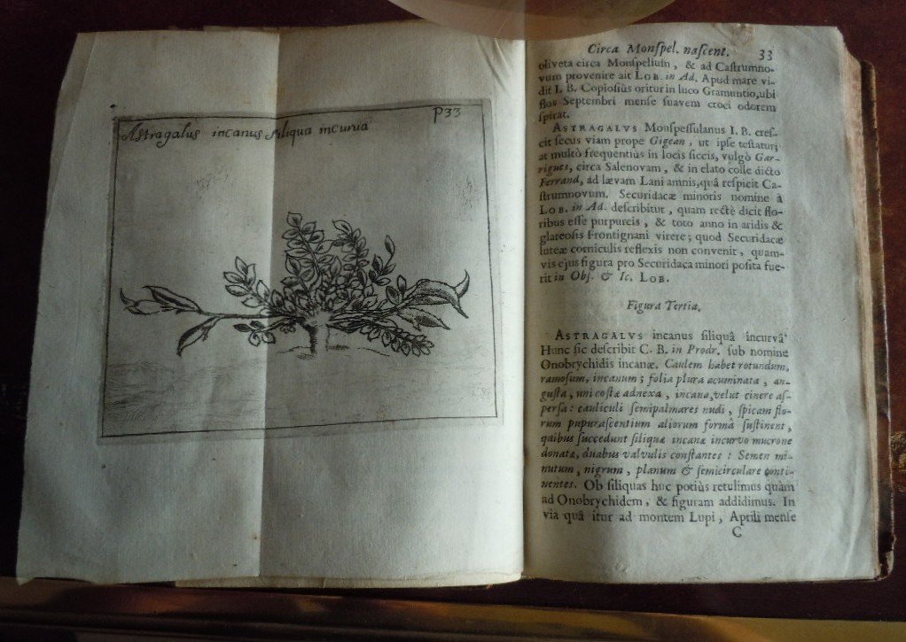 Botanicium Monspeliense, Pierre Magnol 1686-photo-3