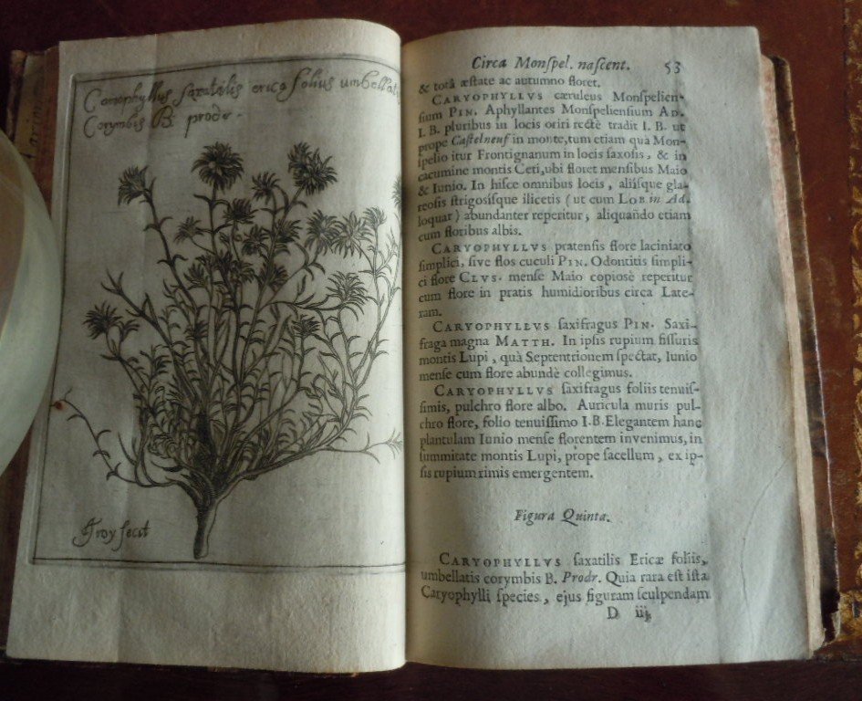 Botanicium Monspeliense, Pierre Magnol 1686-photo-4