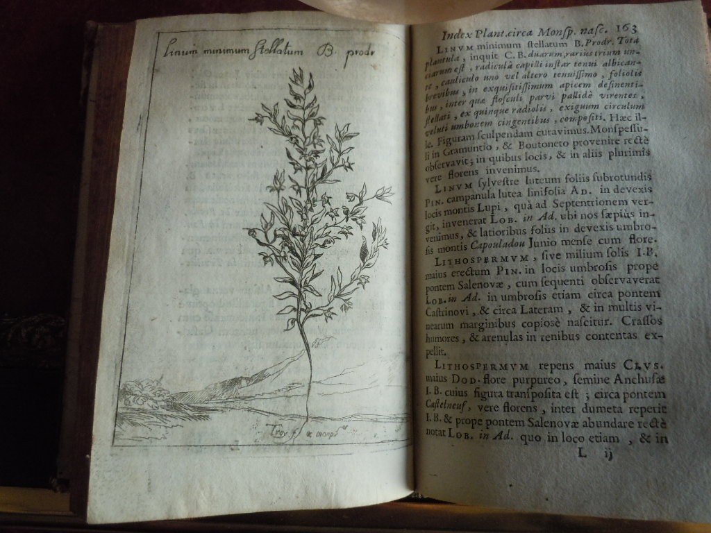 Botanicium Monspeliense, Pierre Magnol 1686-photo-1