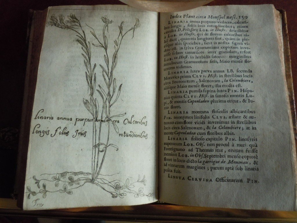 Botanicium Monspeliense, Pierre Magnol 1686-photo-2