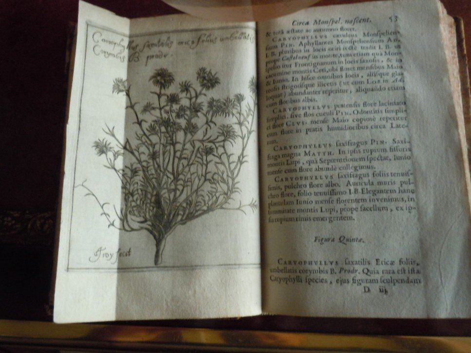 Botanicium Monspeliense, Pierre Magnol 1686-photo-3