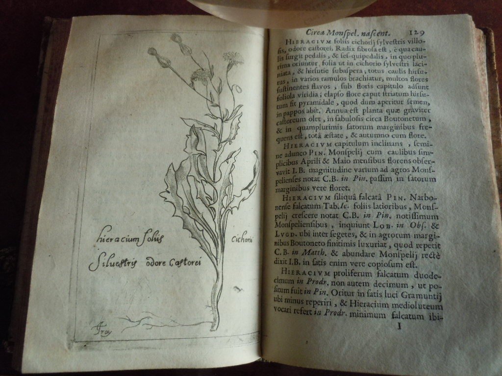 Botanicium Monspeliense, Pierre Magnol 1686-photo-4