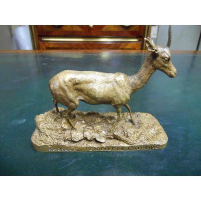 Female Gazelle De L Algerie Pj Mene Bronze Star