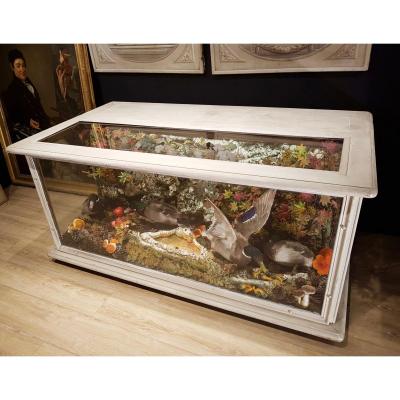 Comptoir Vitrine De Taxidermie, Décor De Chasse, Canards Naturalisés (180cm X 100cm)