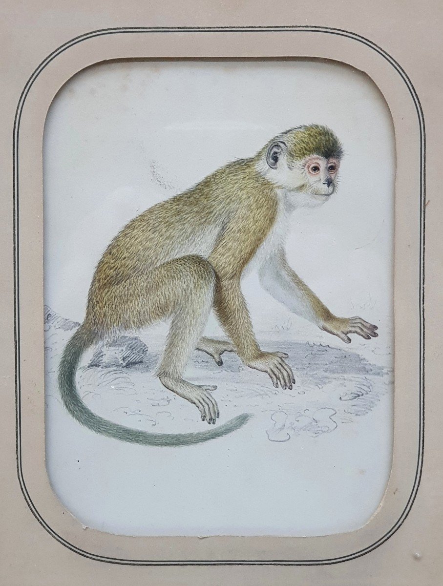 The Monkey Watercolor And Graphite On Paper Early XIXth Century-photo-2