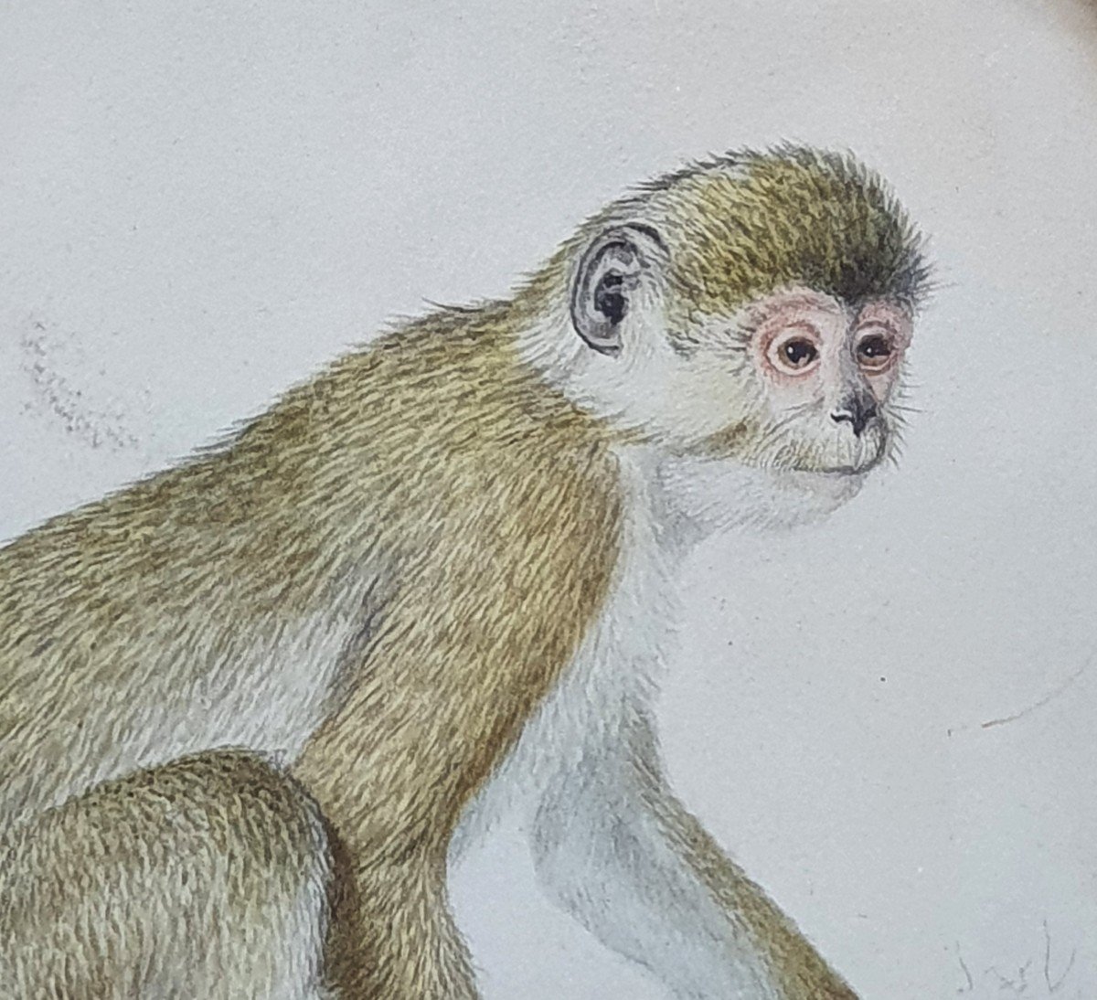 The Monkey Watercolor And Graphite On Paper Early XIXth Century-photo-4