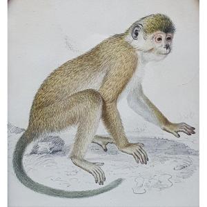 Le Singe Aquarelle Et Mine De Plomb Sur Papier Début Du XIXème Siècle