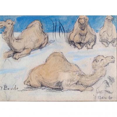 Dromedary Study Drawing Watercolor And Pencil Yvonne Brudo Orientalism