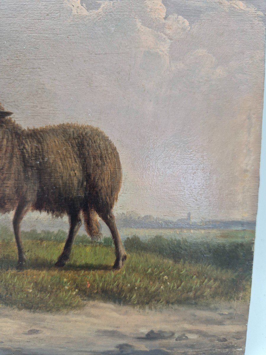 Oil Painting On Panel, Sheep L.c-photo-2