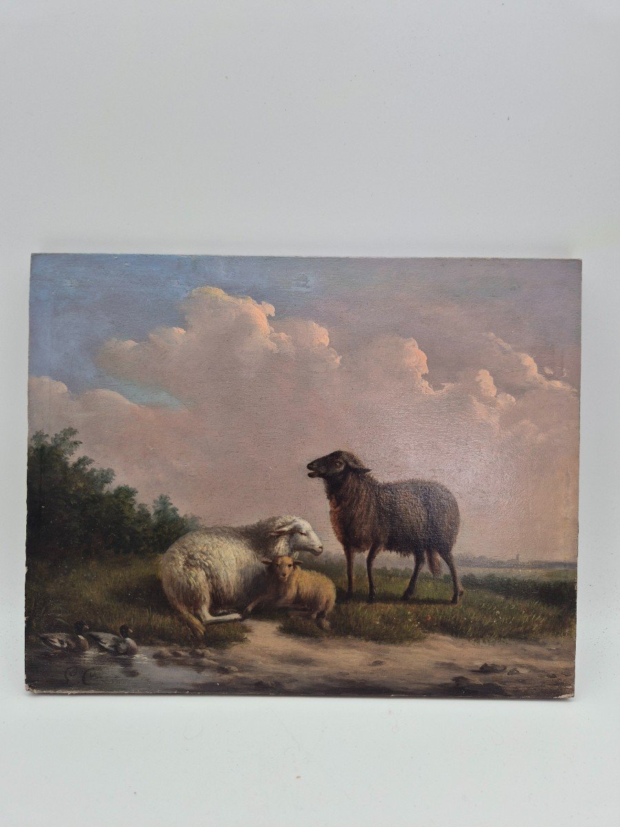 Oil Painting On Panel, Sheep L.c