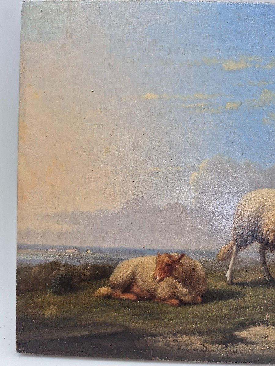 Painting Sheep Signed: Franz Van Severdonck 19th-photo-2