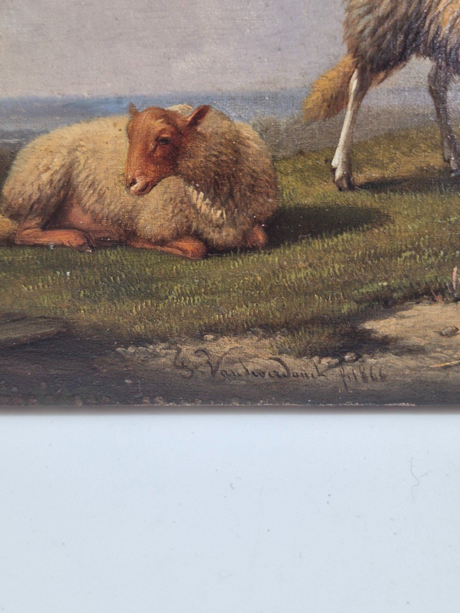 Painting Sheep Signed: Franz Van Severdonck 19th-photo-4