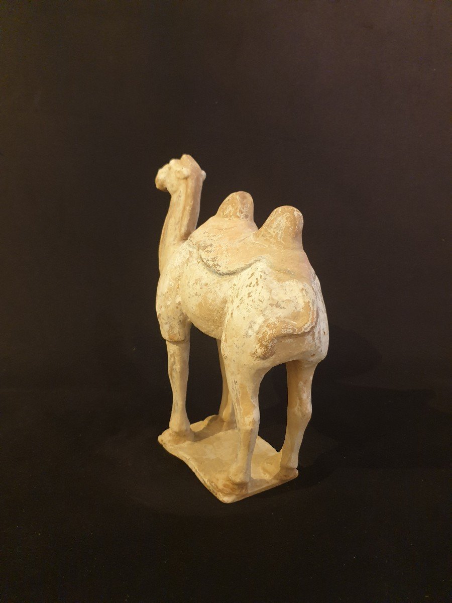 China - Camel - Tang Dynasty - 31.5 Cm - Certificate-photo-2