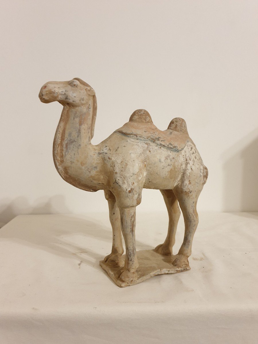 China - Camel - Tang Dynasty - 31.5 Cm - Certificate-photo-3