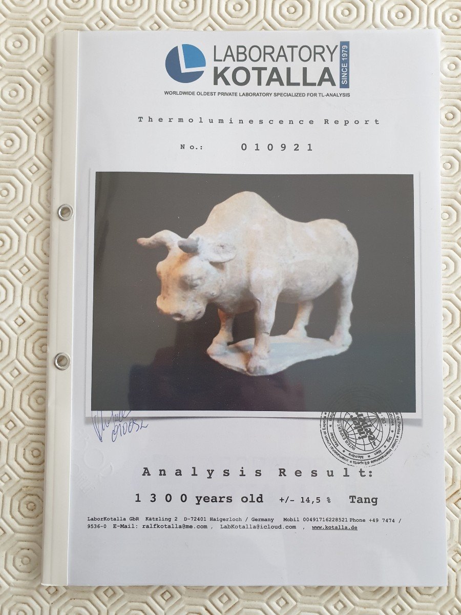 China - Tang Dynasty Bull - Certificate-photo-8