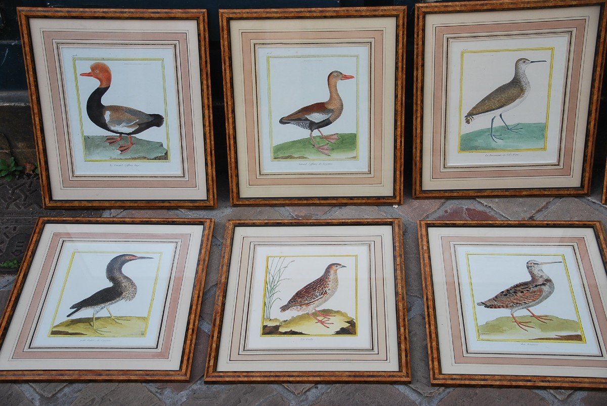 Suite De 11 Gravures D Oiseaux Martinet Pour Buffon   XVIII-photo-2