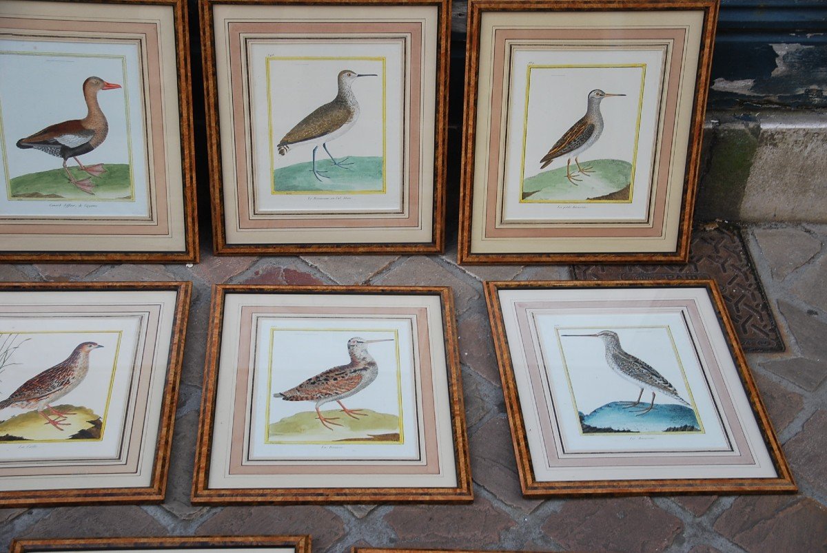 Suite De 11 Gravures D Oiseaux Martinet Pour Buffon   XVIII-photo-3