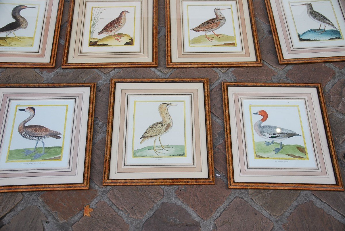 Suite De 11 Gravures D Oiseaux Martinet Pour Buffon   XVIII-photo-4