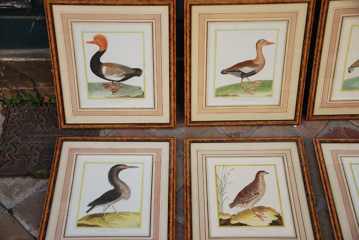 Suite De 11 Gravures D Oiseaux Martinet Pour Buffon   XVIII-photo-1