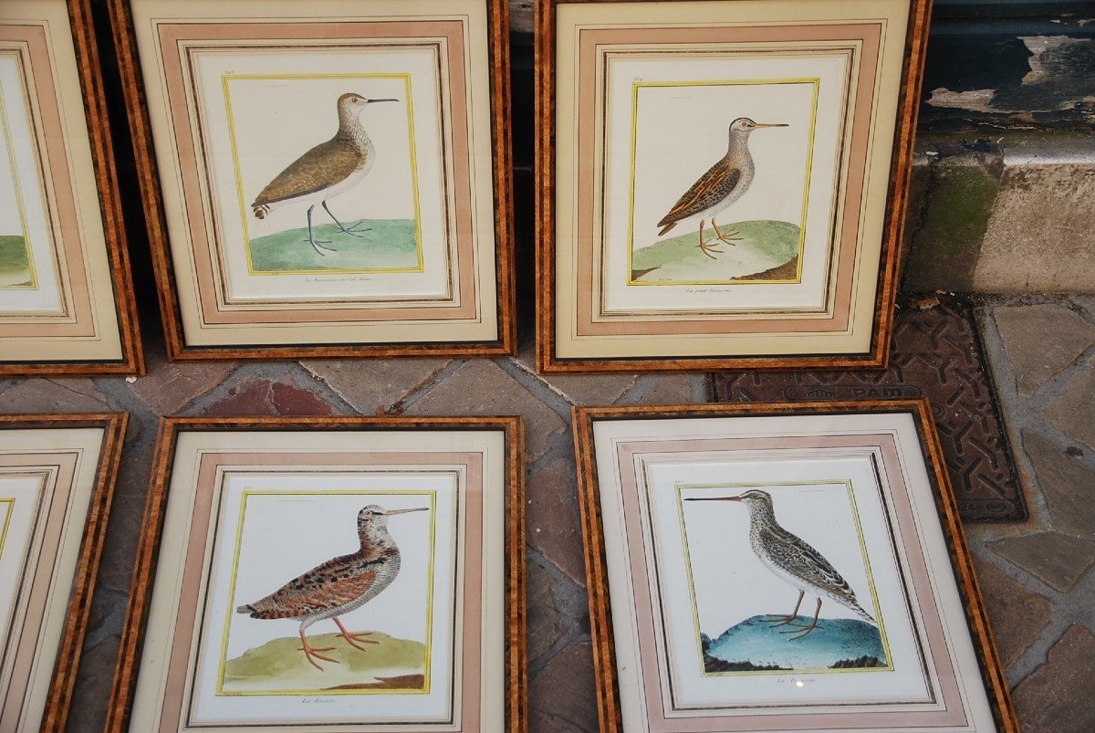 Suite De 11 Gravures D Oiseaux Martinet Pour Buffon   XVIII-photo-2