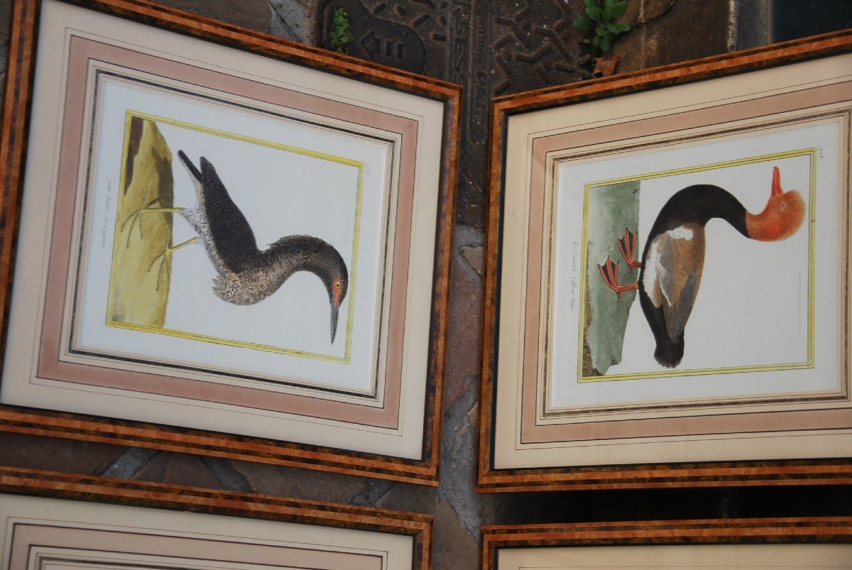 Suite De 11 Gravures D Oiseaux Martinet Pour Buffon   XVIII-photo-5