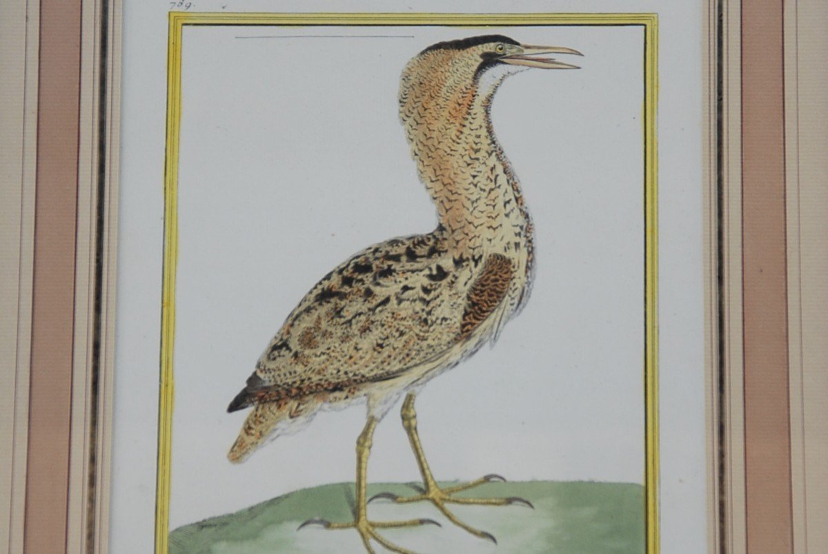 Suite De 11 Gravures D Oiseaux Martinet Pour Buffon   XVIII-photo-6