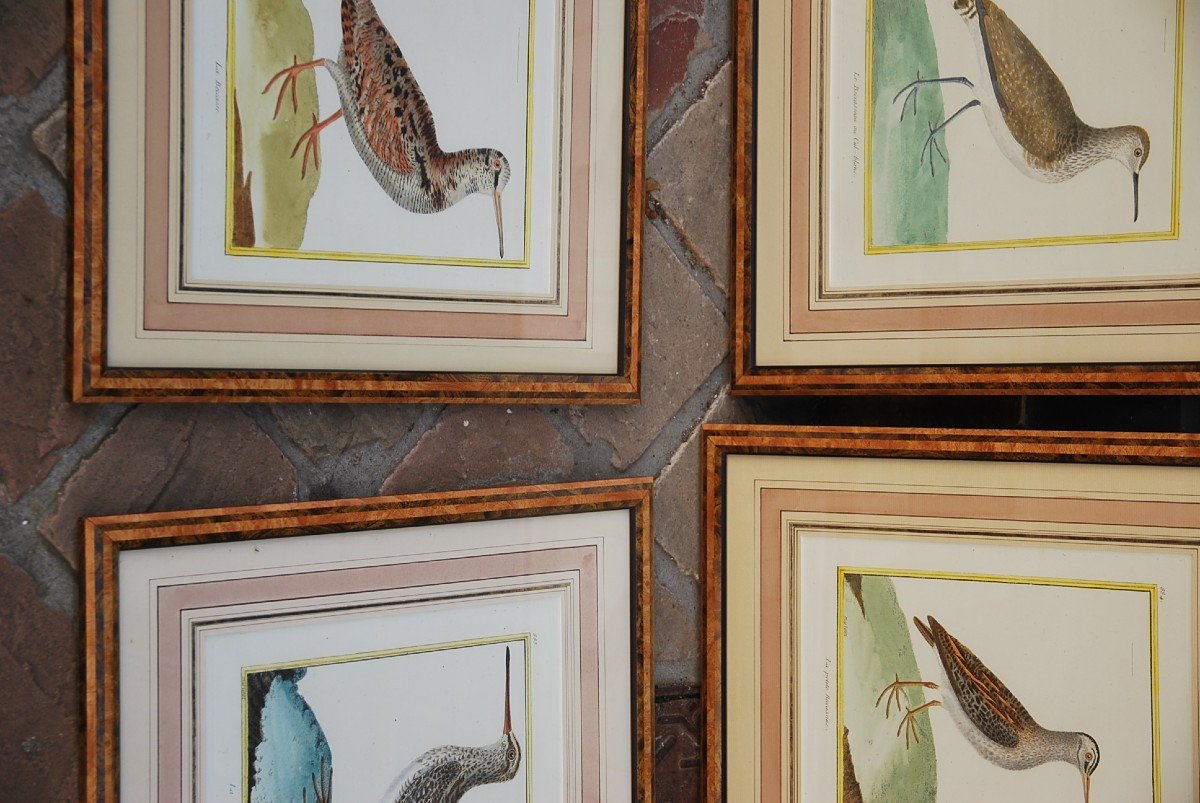 Suite De 11 Gravures D Oiseaux Martinet Pour Buffon   XVIII-photo-7