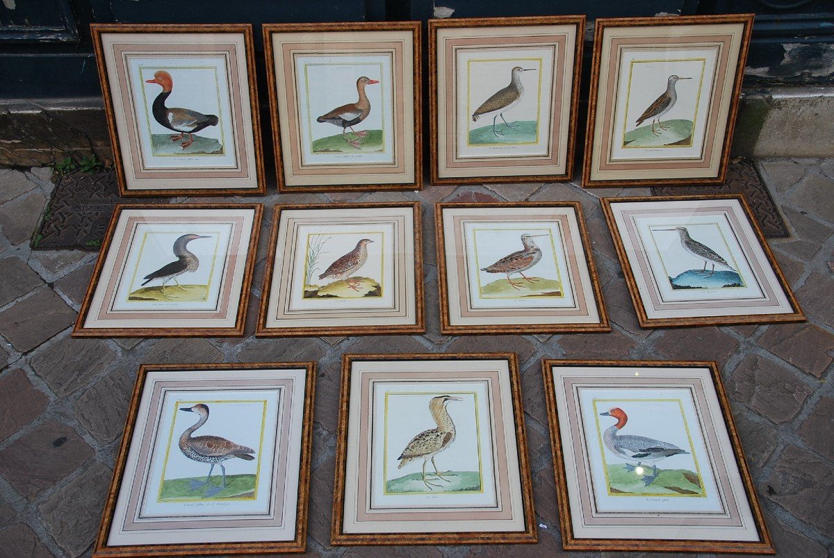 Suite De 11 Gravures D Oiseaux Martinet Pour Buffon   XVIII