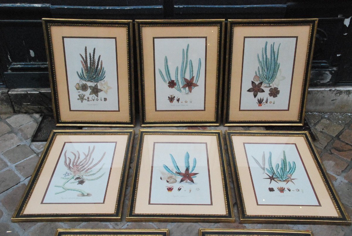 Suite Of Eight Engravings Of Plants Early XIX-photo-2