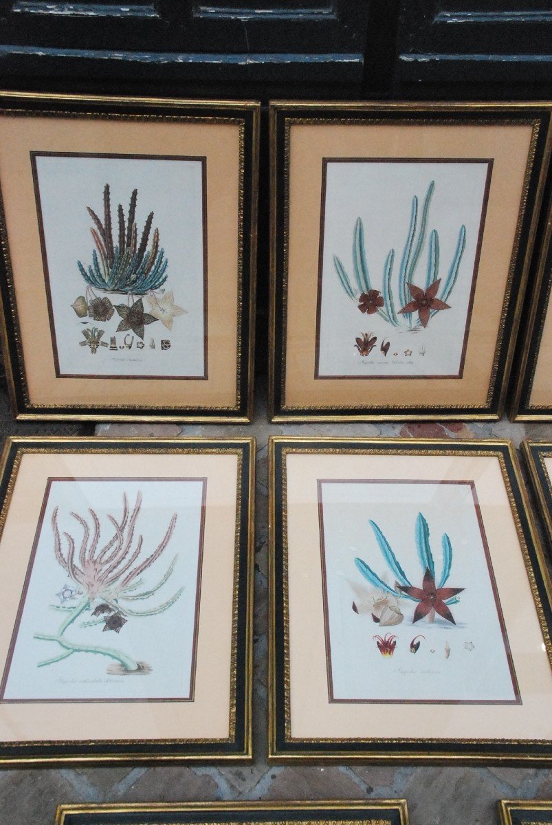 Suite Of Eight Engravings Of Plants Early XIX-photo-4