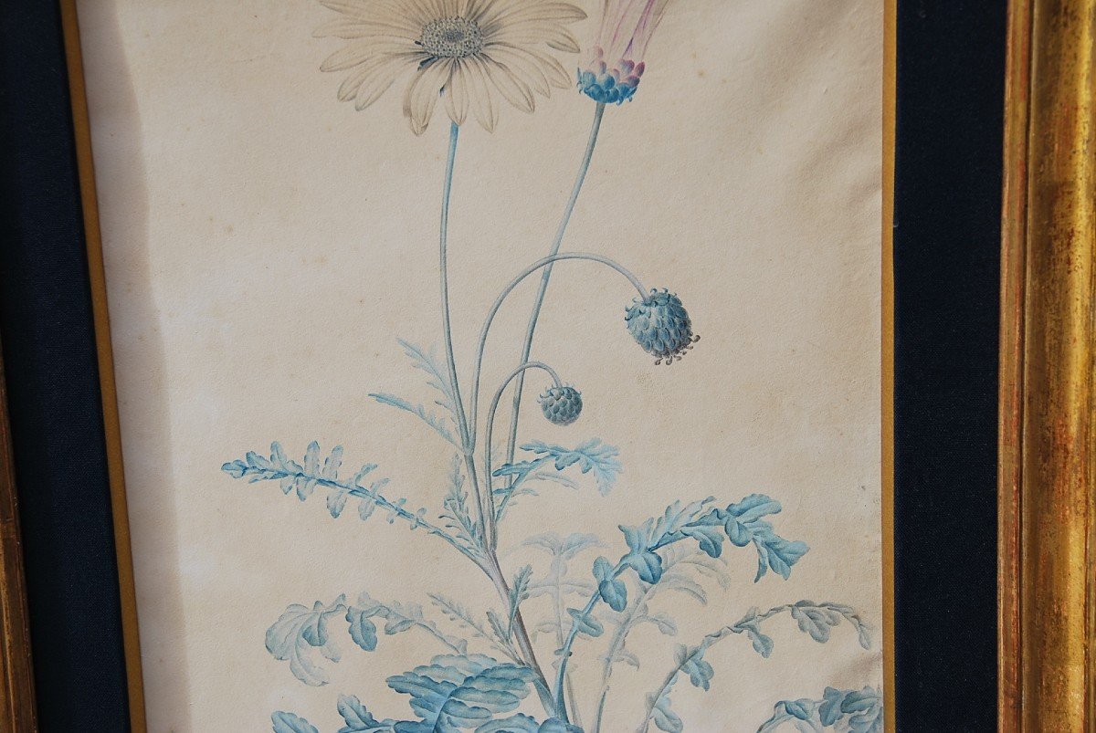 Redouté Pierre Joseph  , Paire D Aquarelles De Fleurs   Du XVIII-photo-2