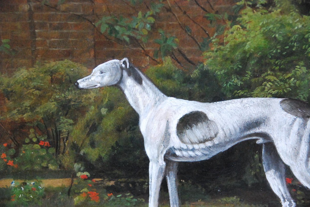 Greyhound Whippet, English School 19th Century-photo-4