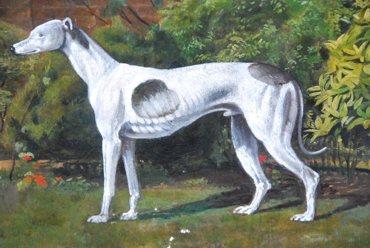 Greyhound Whippet, English School 19th Century-photo-1