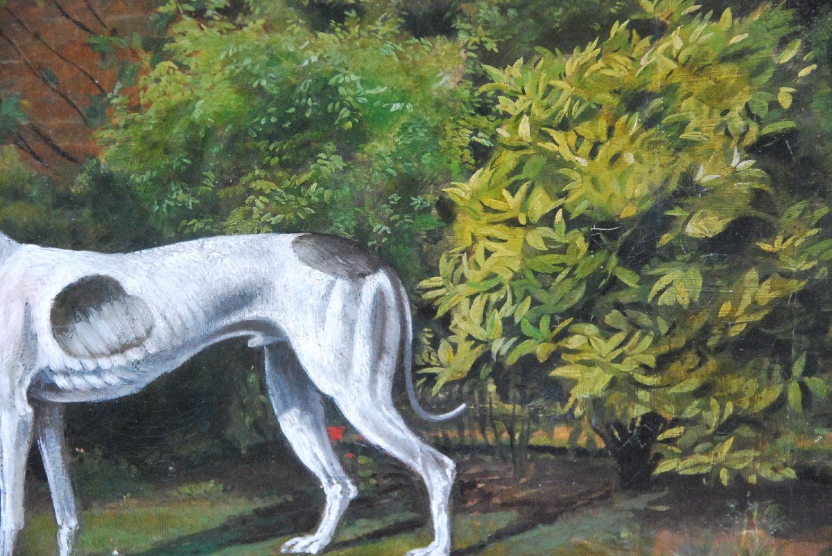 Greyhound Whippet, English School 19th Century-photo-2