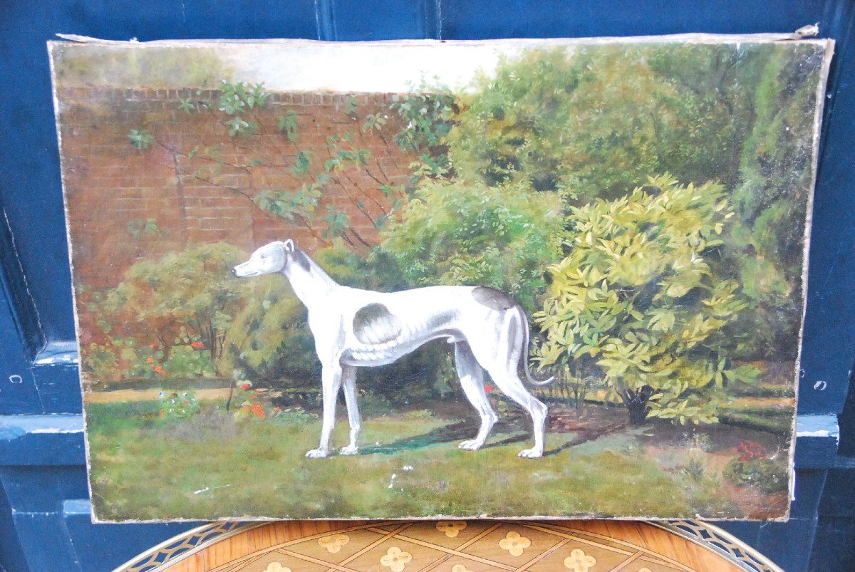 Greyhound Whippet, English School 19th Century-photo-4